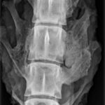 Contact radiography of a dog PLF model
