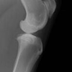 NZW rabbit ulnar critical size defect radiograph