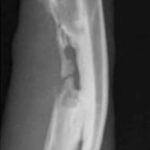 Radiograph of a goat knee